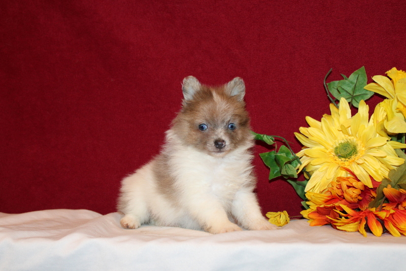 puppy, for, sale, Pomeranian, Matthew B. Stoltzfus, dog, breeder, Gap, PA, dog-breeder, puppy-for-sale, forsale, nearby, find, puppyfind, locator, puppylocator, aca